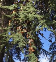 Ripening Cedar Cones: Click to enlarge